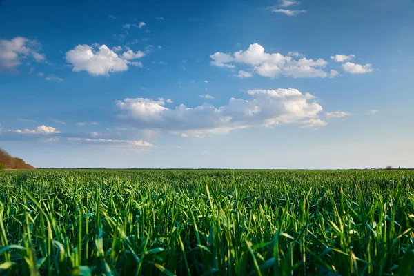 Молодий паросток пшениці в польових умовах ввечері. Прекрасний захід сонця з темно-синім небом, яскравим сонячним світлом і хмарами . — стокове фото