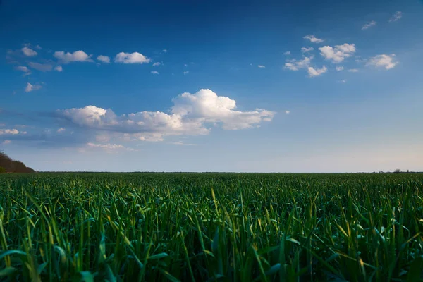 Jeune germe de blé dans les champs le soir. Beau coucher de soleil avec ciel bleu foncé, lumière du soleil brillante et nuages . — Photo