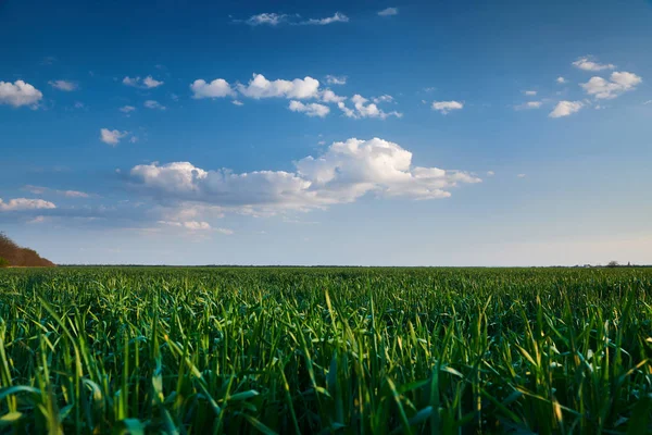 Joven brote de trigo en el campo por la noche. Hermosa puesta de sol con cielo azul oscuro, luz solar brillante y nubes . —  Fotos de Stock