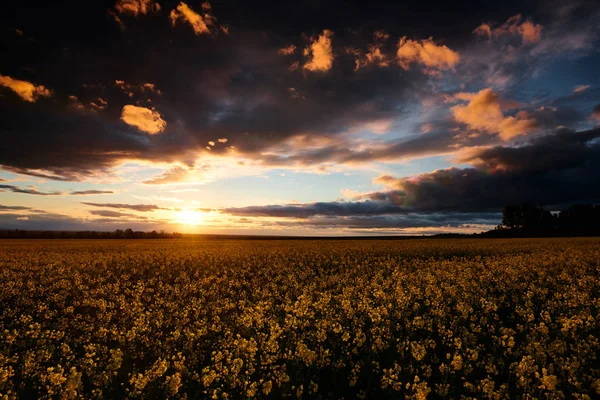 Flores de colza à noite. Belo pôr do sol com céu azul escuro, luz solar brilhante e nuvens . — Fotografia de Stock