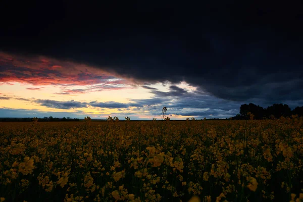 Rapeseed flowers at evening. Beautiful sunset with dark blue sky, bright sunlight and clouds. — Stock Photo, Image