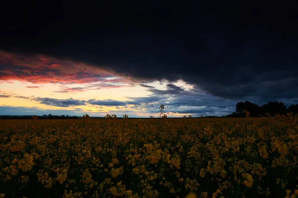 Flores de colza por la noche. Hermosa puesta de sol con cielo azul oscuro, luz solar brillante y nubes . — Foto de Stock