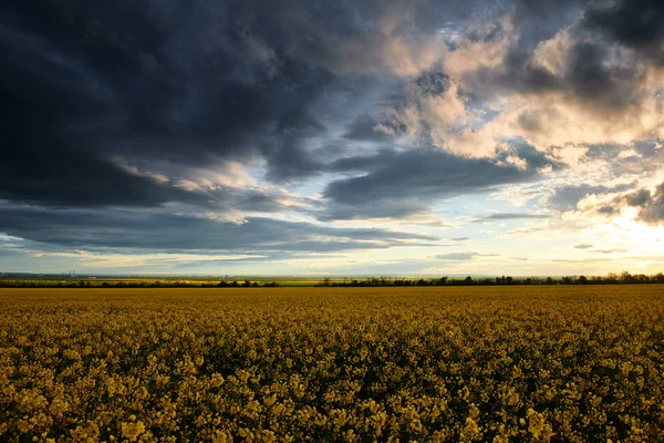 Flores de colza por la noche. Hermosa puesta de sol con cielo azul oscuro, luz solar brillante y nubes . —  Fotos de Stock