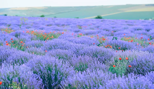 Лавандовое цветочное поле, красивый летний пейзаж — стоковое фото