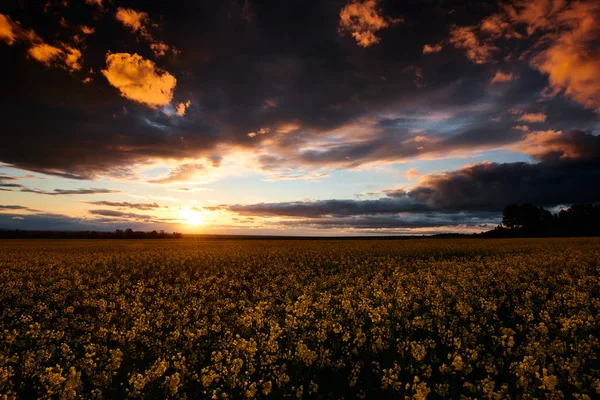 Flores de colza por la noche. Hermosa puesta de sol con cielo azul oscuro, luz solar brillante y nubes . — Foto de Stock