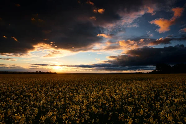 Flores de colza à noite. Belo pôr do sol com céu azul escuro, luz solar brilhante e nuvens . — Fotografia de Stock