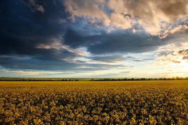 Flores de colza à noite. Belo pôr do sol com céu azul escuro, luz solar brilhante e nuvens . — Fotografia de Stock