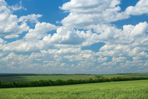 Brotos de trigo verde estão no campo e bonito nublado. Paisagem Primavera . — Fotografia de Stock