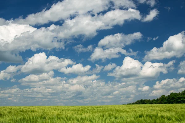 Grüne Weizensprossen sind auf dem Feld und schön bewölkt. Frühlingslandschaft. — Stockfoto