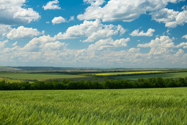 Brotos de trigo verde estão no campo e bonito nublado. Paisagem Primavera . — Fotografia de Stock