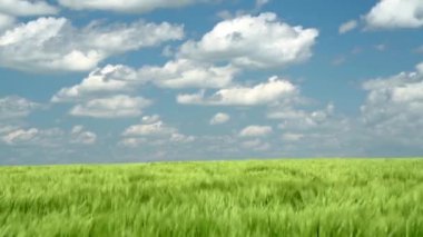 Yeşil buğday lahanası tarlada ve güzel bulutlu. Bahar manzara.