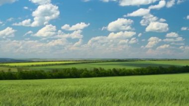 Yeşil buğday lahanası tarlada ve güzel bulutlu. Bahar manzara.