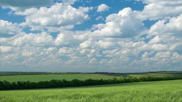 Grüne Weizensprossen Sind Auf Dem Feld Und Schön Bewölkt Frühlingslandschaft — Stockvideo