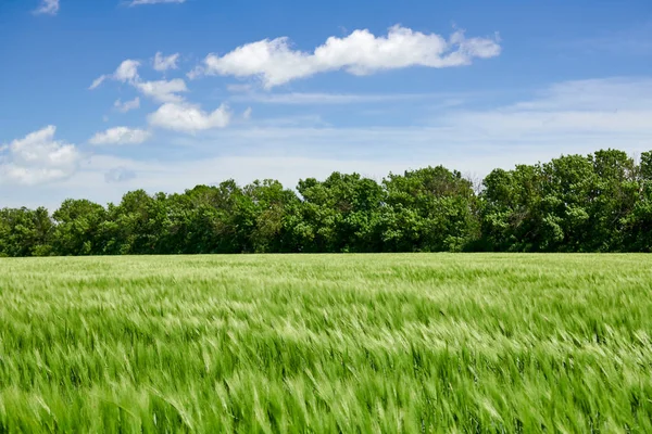 Germes de blé vert dans les champs et ciel nuageux. Paysage printanier lumineux . — Photo