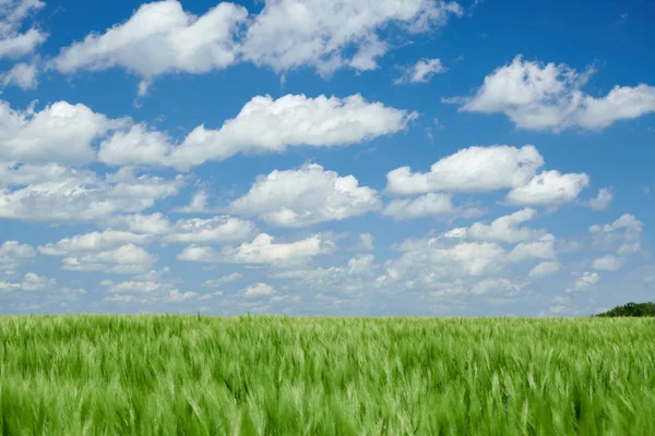 Zielone Wheaten kiełki w polu i pochmurne niebo. Jasny wiosenny krajobraz. — Zdjęcie stockowe