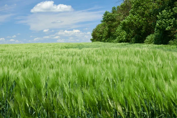 Germes de blé vert dans les champs et ciel nuageux. Paysage printanier lumineux . — Photo