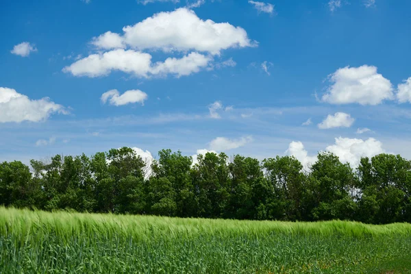 Verdes brotos de trigo no campo e céu nublado. Paisagem de primavera brilhante . — Fotografia de Stock