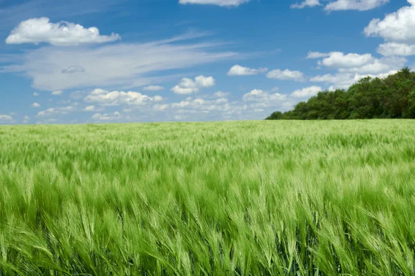 Green wheaten sprouts in the field and cloudy sky. Bright spring landscape. — Stock Photo, Image