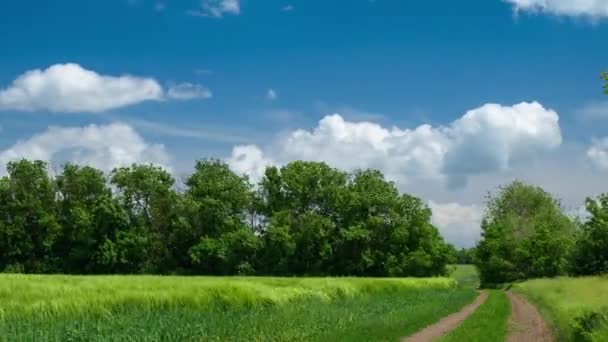 Наземная Дорога Пшеничном Поле Прекрасная Облачность Весна Пейзаж — стоковое видео