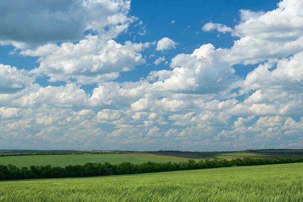 Les germes de blé vert sont dans les champs et très nuageux. Paysage printanier . — Photo