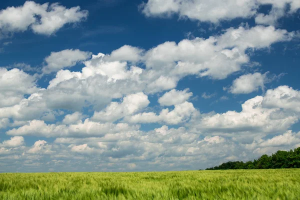 Brotes Trigo Verde Están Campo Hermoso Nublado Paisaje Primavera — Foto de Stock