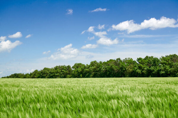 Зеленая пшеничная капуста в поле и облачное небо. Яркий весенний пейзаж
.