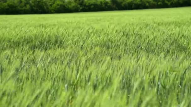 Brotos Trigo Verde Estão Campo Bonito Nublado Paisagem Primavera — Vídeo de Stock