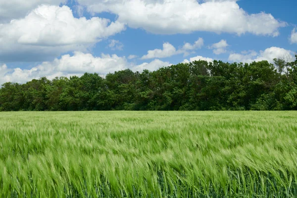 Germes de blé vert dans les champs et ciel nuageux. Paysage printanier lumineux . — Photo