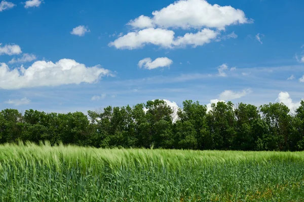 Verdes brotos de trigo no campo e céu nublado. Paisagem de primavera brilhante . — Fotografia de Stock