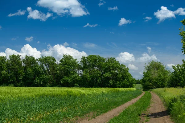 Straße im Weizenfeld und schön bewölkt. Frühlingslandschaft. — Stockfoto