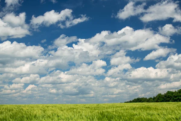 Brotes de trigo verde están en el campo y hermoso nublado. Paisaje primavera . — Foto de Stock