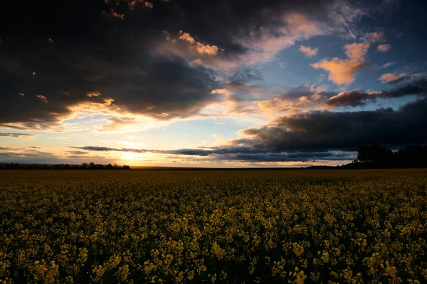 Flores de colza por la noche. Hermosa puesta de sol con cielo azul oscuro, luz solar brillante y nubes . —  Fotos de Stock