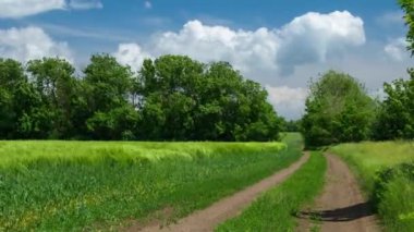 Yeşil buğday lahanası tarlada ve güzel bulutlu. Bahar manzara.