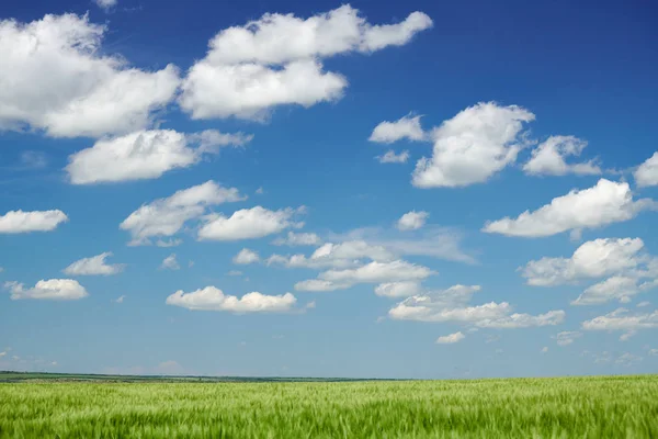 Brotes de trigo verde en el campo y cielo nublado. Paisaje de primavera brillante . — Foto de Stock