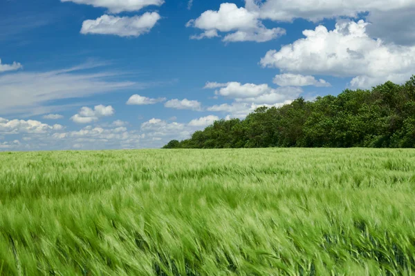 Grüner Weizen sprießt auf dem Feld und der Himmel ist bewölkt. helle Frühlingslandschaft. — Stockfoto