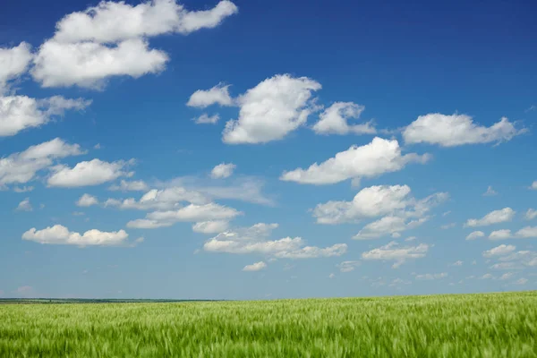 Brotes de trigo verde en el campo y cielo nublado. Paisaje de primavera brillante . — Foto de Stock