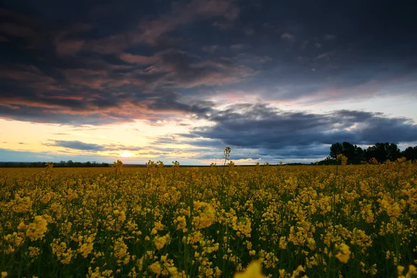 夕方に菜の花を見る。濃い青空、明るい日差しと雲の美しい夕日. — ストック写真