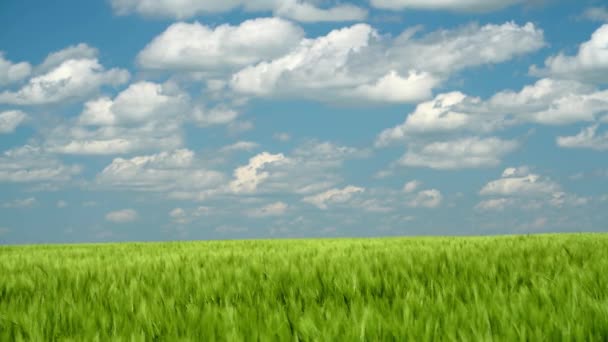 Brotes Trigo Verde Están Campo Hermoso Nublado Paisaje Primavera — Vídeo de stock