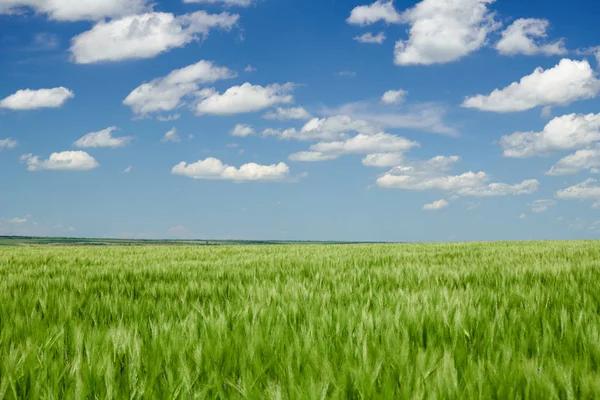 Alanda yeşil buğday lahanası ve bulutlu gökyüzü. Parlak bahar manzarası. — Stok fotoğraf