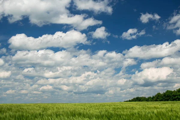 Zielone Wheaten kiełki są w polu i piękne zachmurzone. Wiosna krajobraz. — Zdjęcie stockowe
