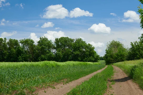 Piękny wiosenny krajobraz-droga w polu Wheaten i pochmurne niebo — Zdjęcie stockowe
