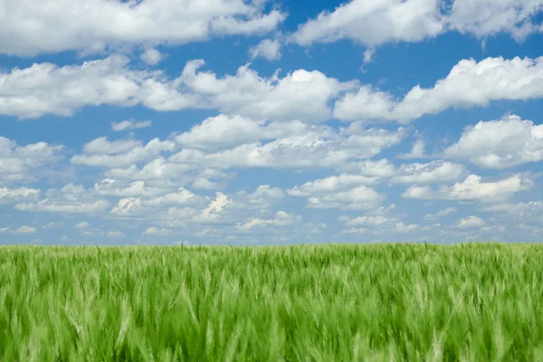 Zielone Wheaten kiełki w polu i pochmurne niebo. Jasny wiosenny krajobraz. — Zdjęcie stockowe