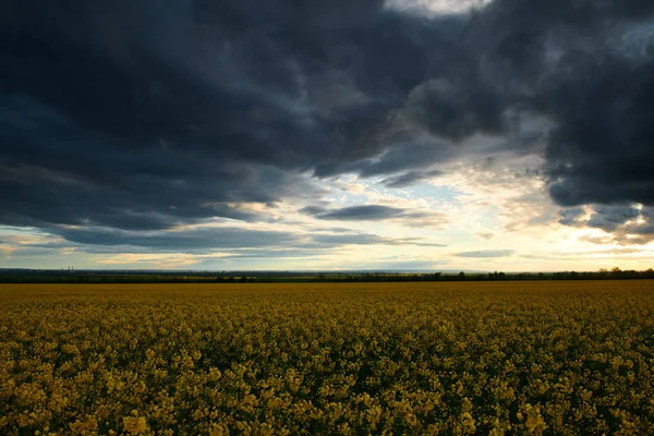 Flores de colza à noite. Belo pôr do sol com céu azul escuro, luz solar brilhante e nuvens . — Fotografia de Stock