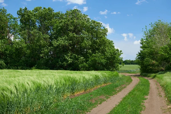 Beautiful spring landscape - Ground road in the wheaten field and cloudy sky — Stock Photo, Image