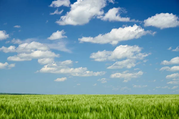 Germogli di grano verde nel campo e cielo nuvoloso. Luminoso paesaggio primaverile . — Foto Stock
