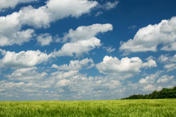 Yeşil buğday lahanası tarlada ve güzel bulutlu. Bahar manzara. — Stok fotoğraf