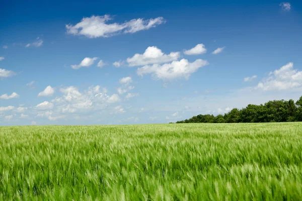 Alanda yeşil buğday lahanası ve bulutlu gökyüzü. Parlak bahar manzarası. — Stok fotoğraf