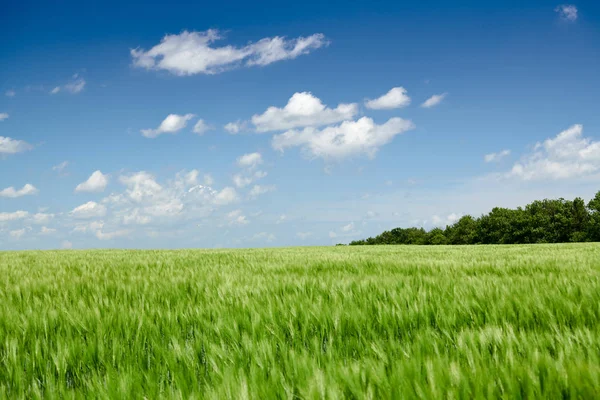 Grüner Weizen sprießt auf dem Feld und der Himmel ist bewölkt. helle Frühlingslandschaft. — Stockfoto