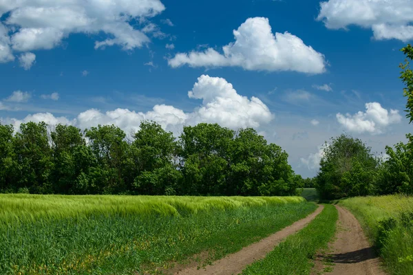 Marken väg i Wheaten fältet och vacker molnigt. Vårlandskap. — Stockfoto