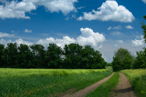 Camino terrestre en el campo de trigo y hermoso nublado. Paisaje primavera . — Foto de Stock